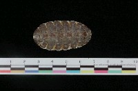 藏品(黑田氏石鱉)的圖片